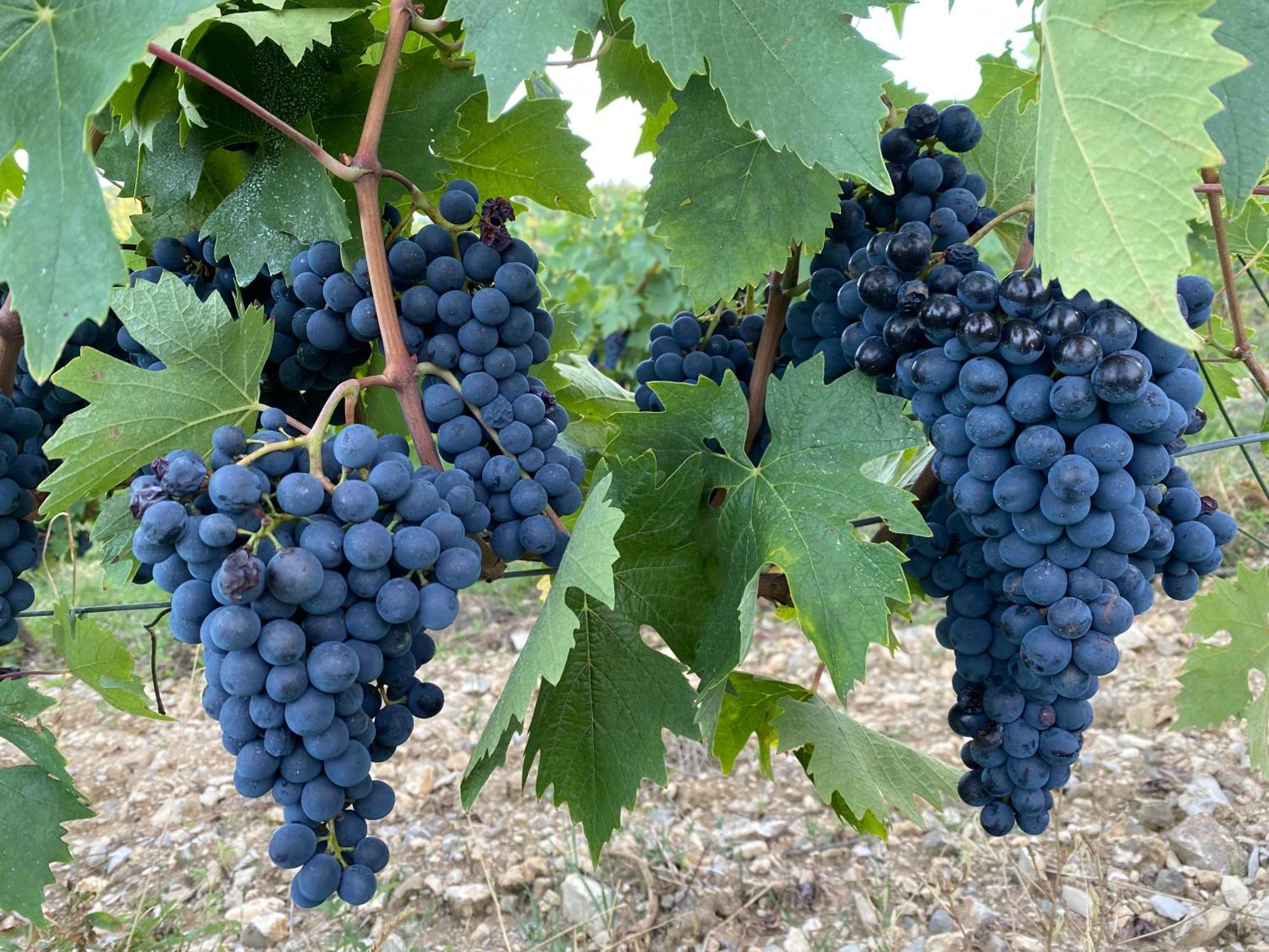 Tregole Διαμέρισμα Castellina in Chianti Εξωτερικό φωτογραφία